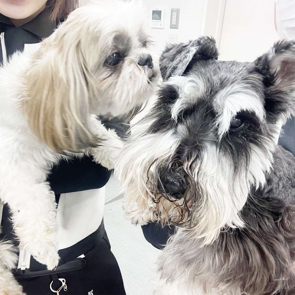 生徒が撮影したモデル犬の写真♪